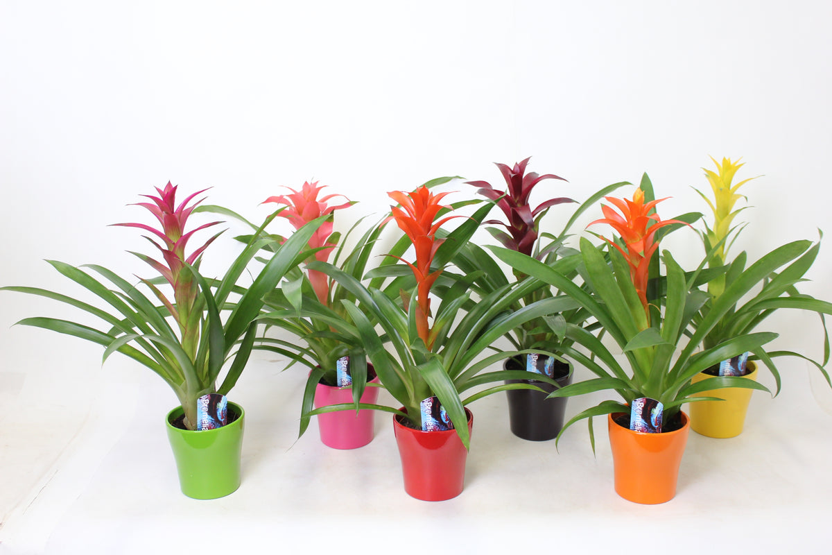 Guzmania mix 55cm 12cm Pot