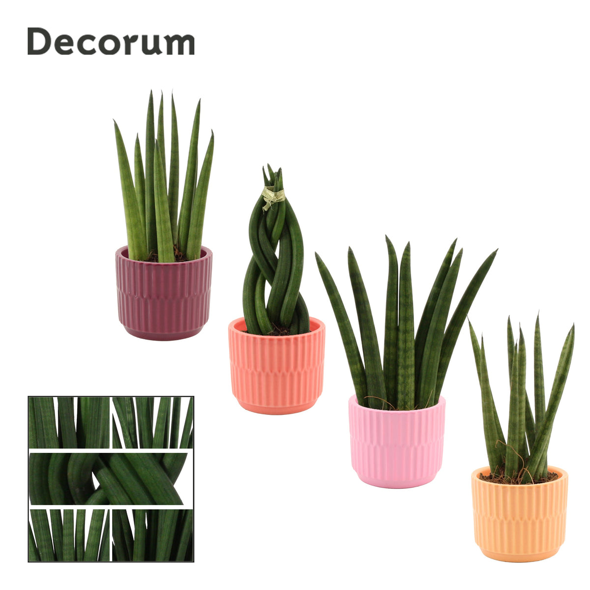Sansevieria cylindrica 16cm 6cm Pot