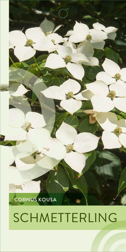 Cornus kousa Schmetterling 120cm 29cm Pot