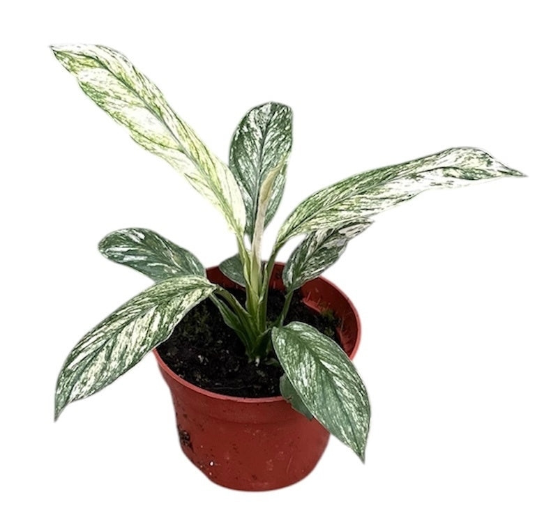 Spathiphyllum hybrid 20cm 510cm Pot