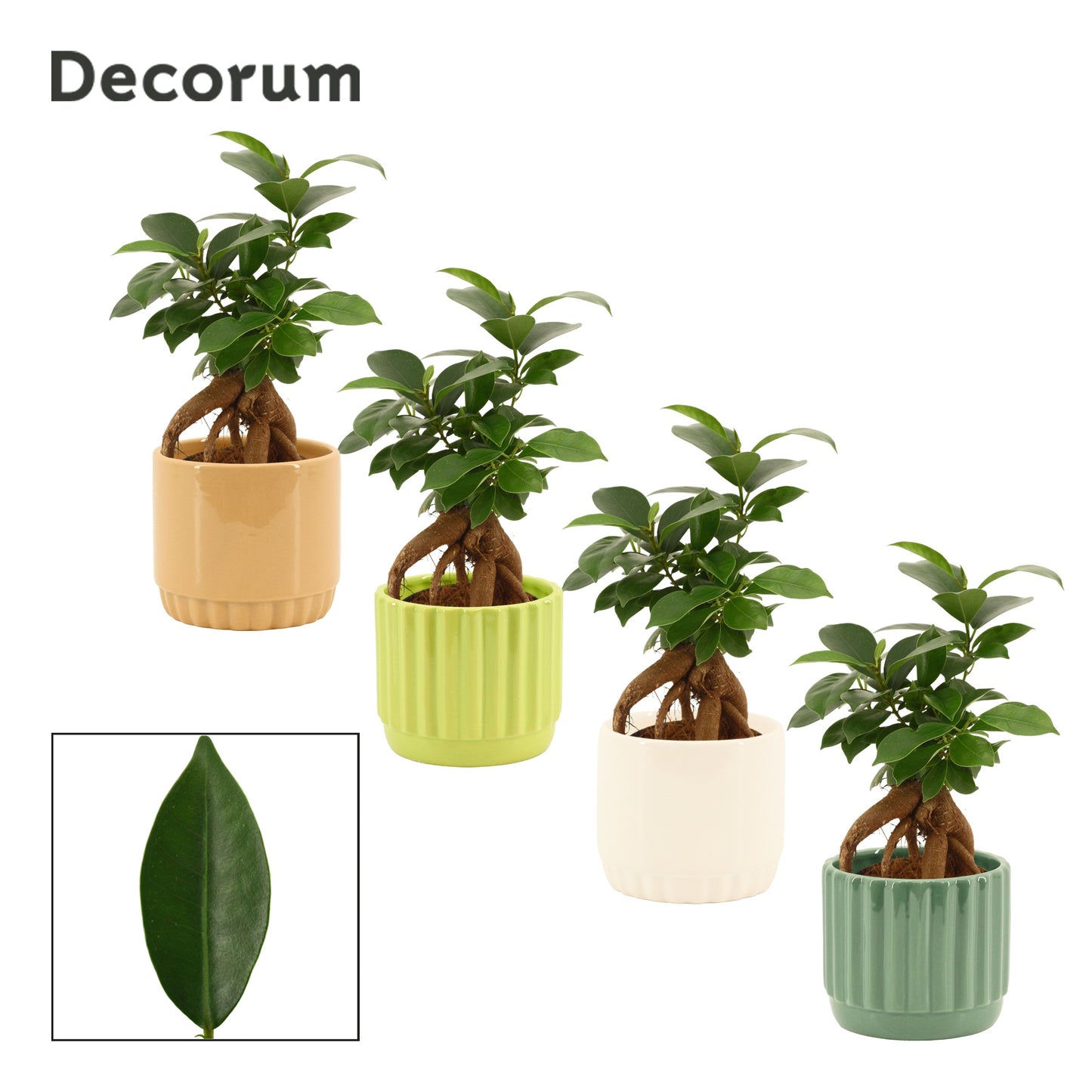 Ficus Ginseng 20cm 9cm Pot