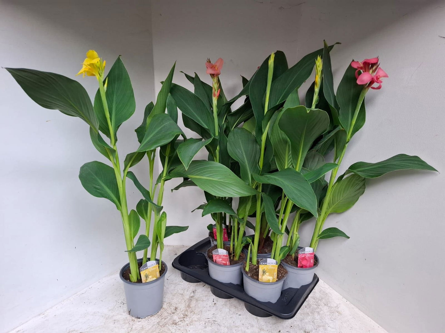 Meeslouwer, Kwekerij Canna Cannova mix Pack of 1