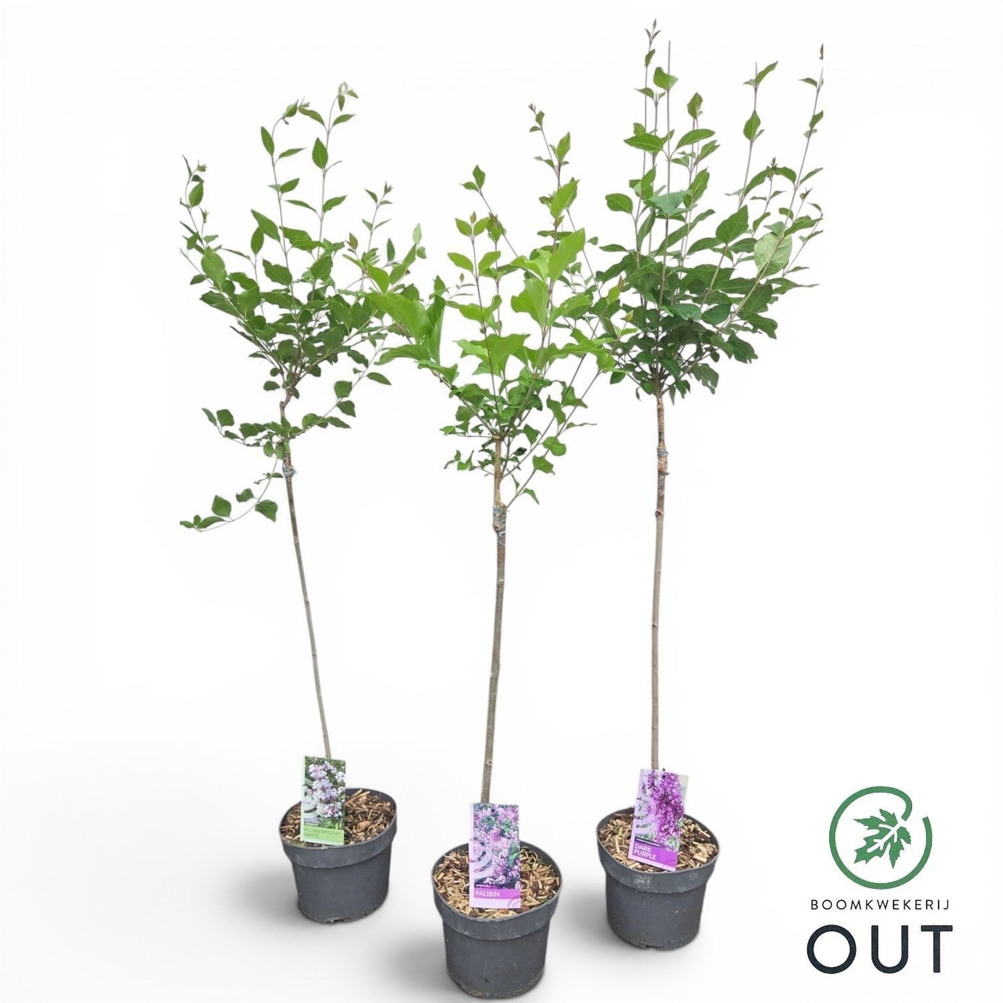 Syringa Hybrid 115cm 19cm Pot