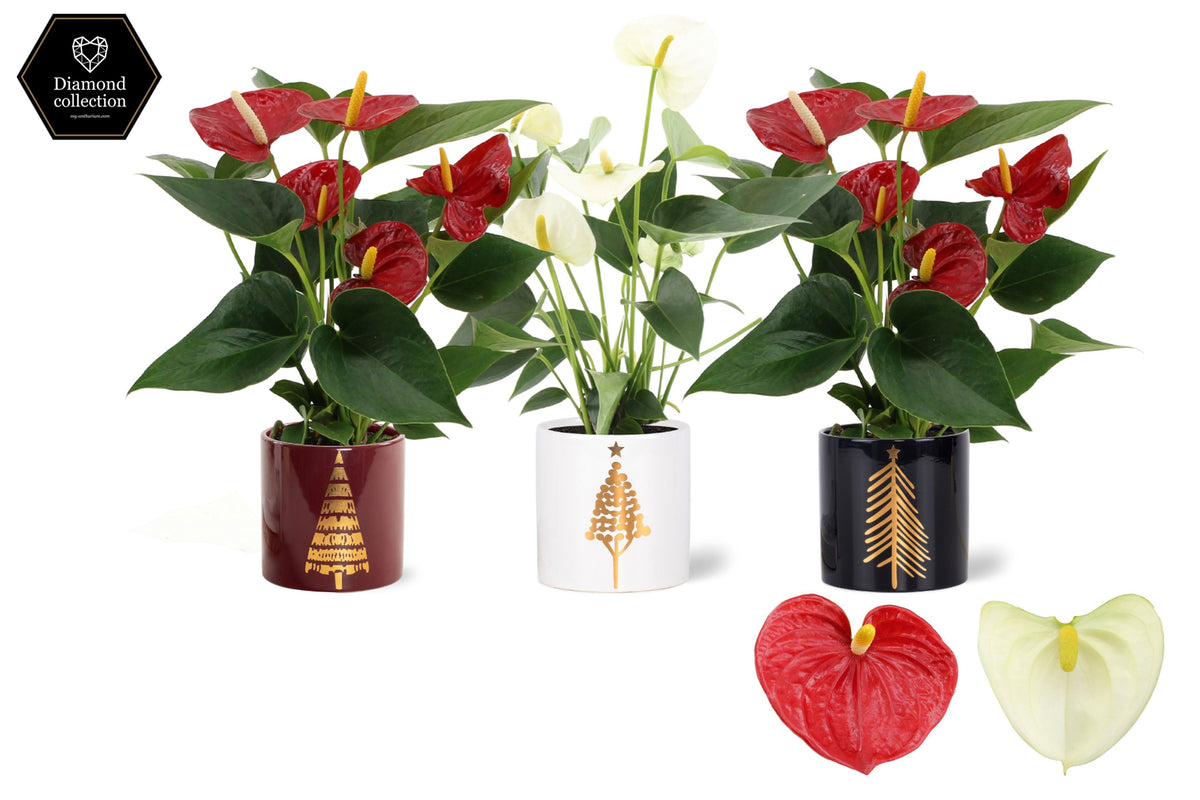 Anthurium mix 25cm 9cm Pot