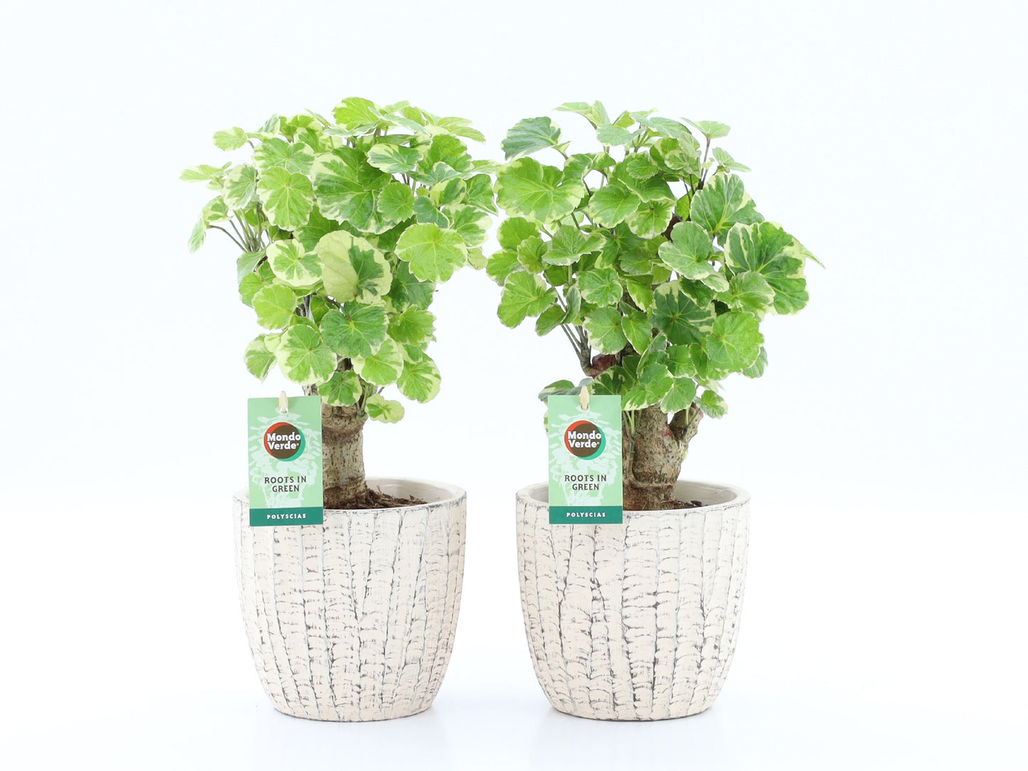 Polyscias scut. Balfourii 35cm 13cm Pot