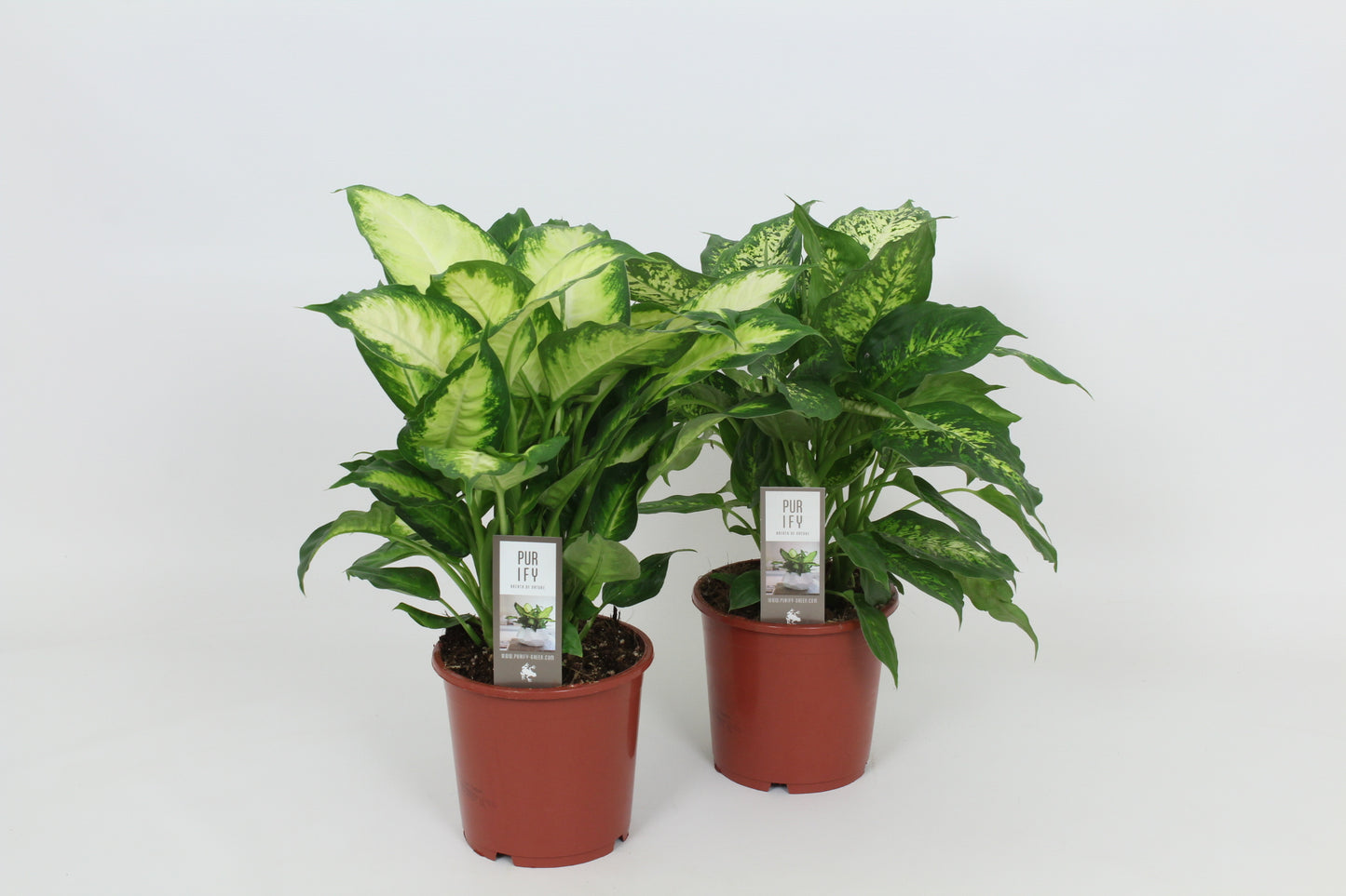 Dieffenbachia mix 50cm 17cm Pot