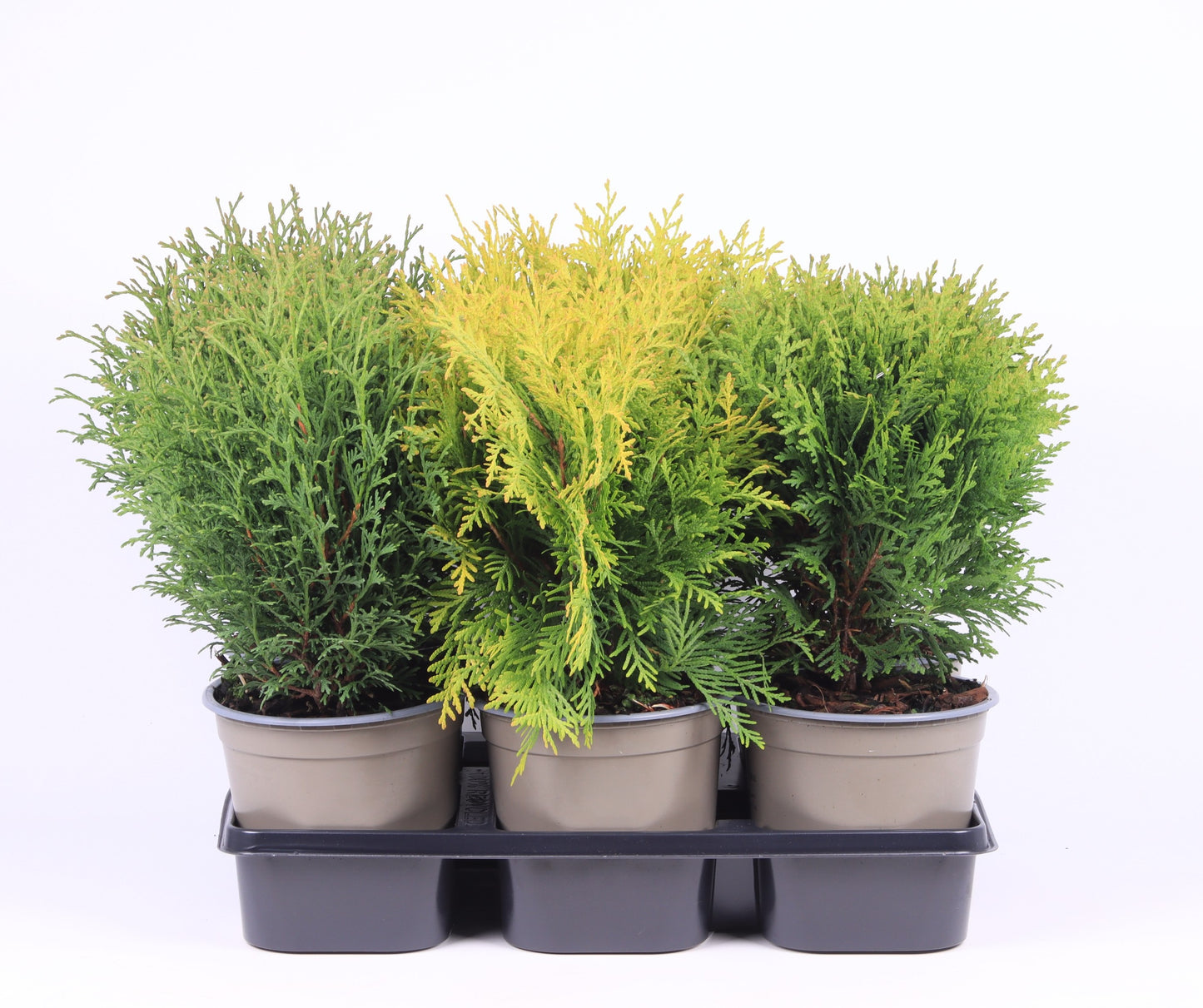 Thuja occidentalis mix 35cm 15cm Pot