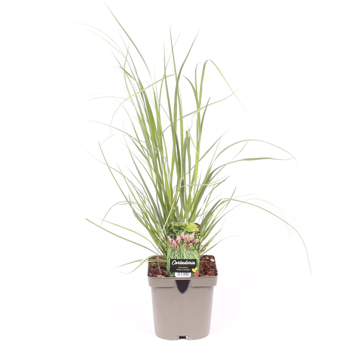 Cortaderia selloana 50cm 17cm Pot