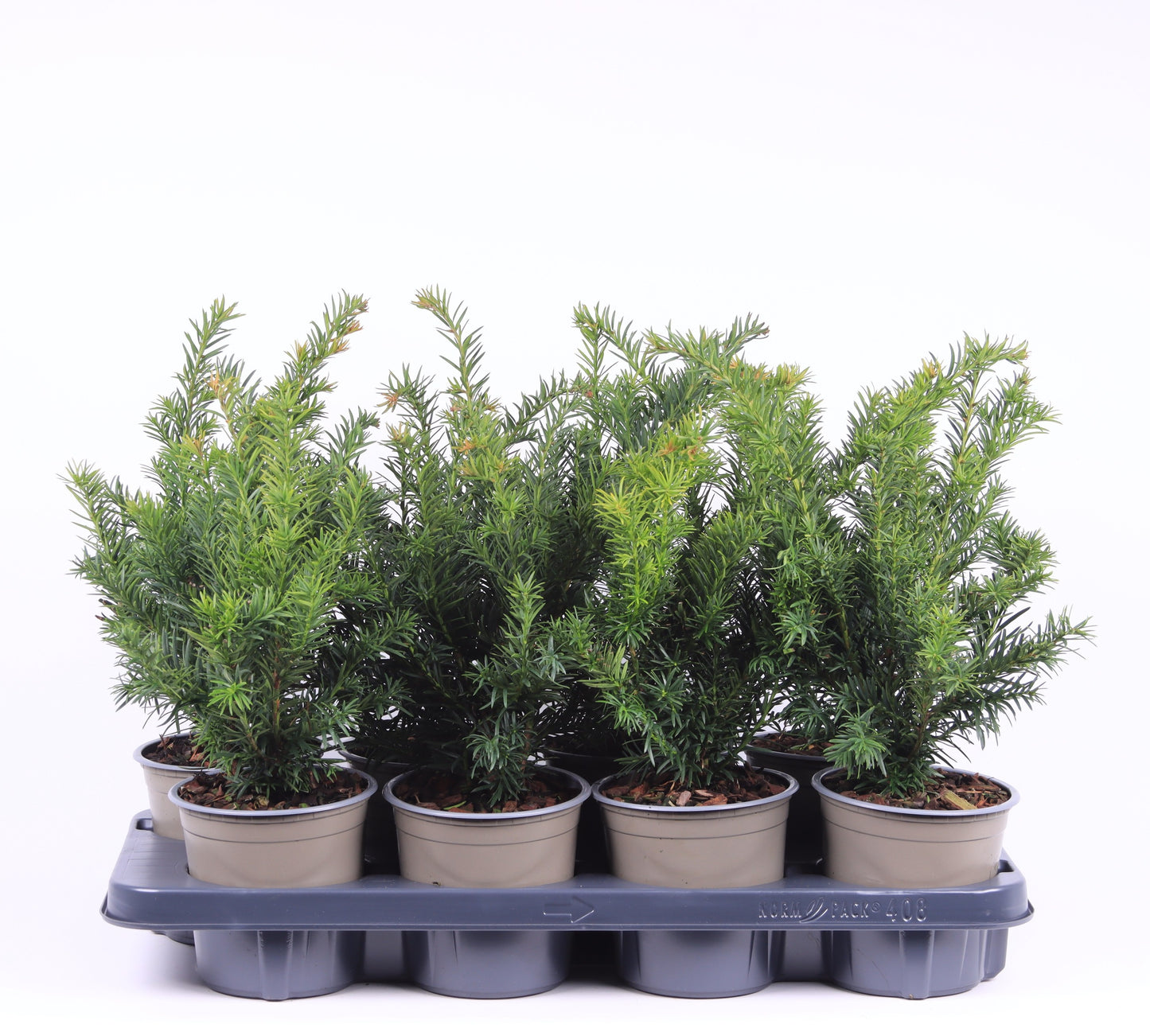 Taxus Repandens 35cm 13cm Pot