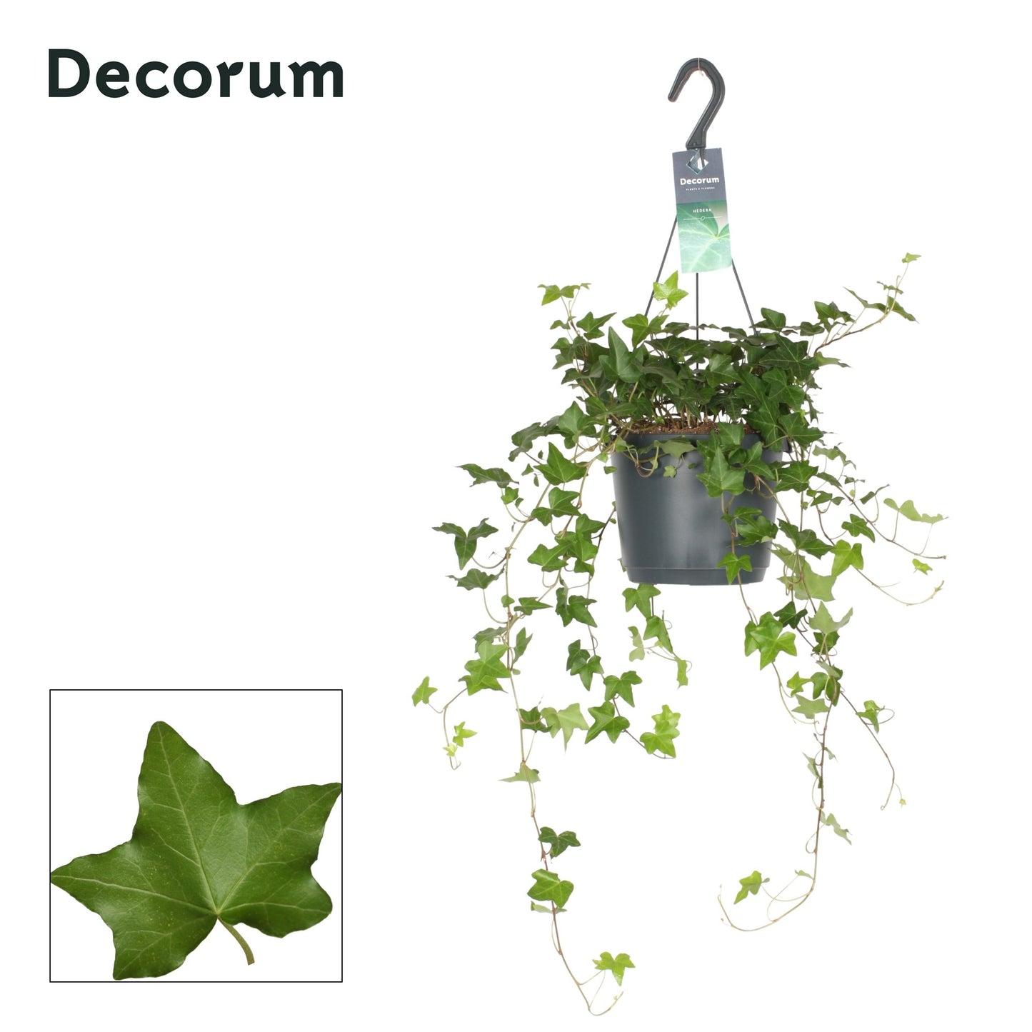 Hedera helix Pittsburgh 17cm Pot