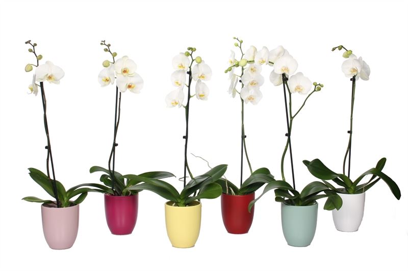 Phalaenopsis white 60cm 12cm Pot