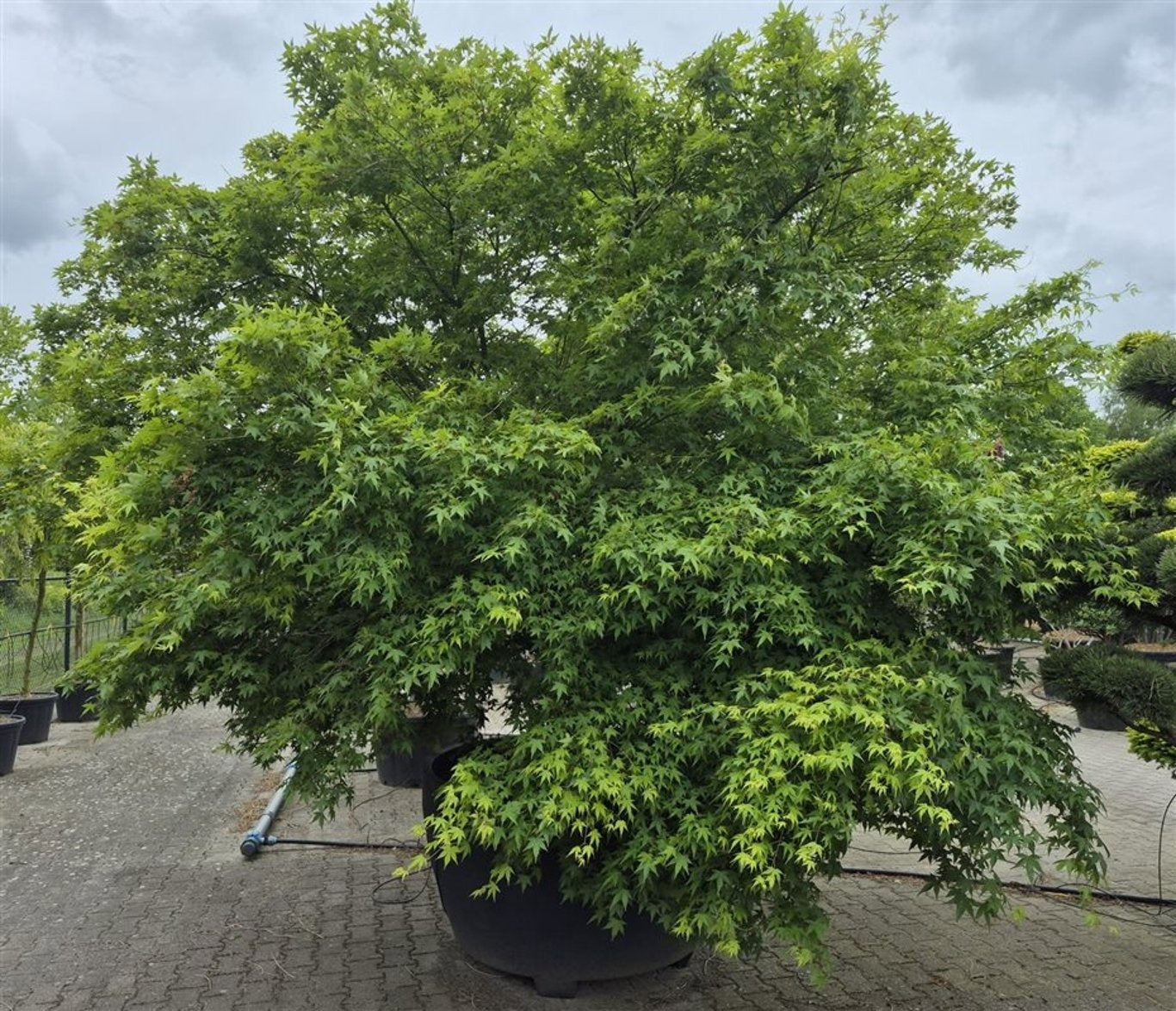 Acer palmatum 400cm 140cm Pot