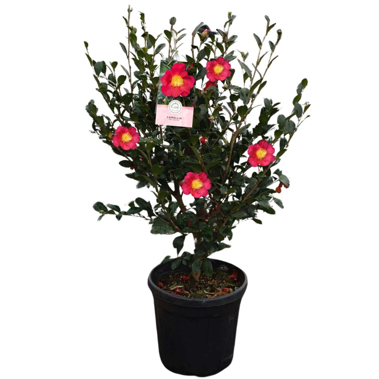 Camellia Yuletide 75cm 24cm Pot