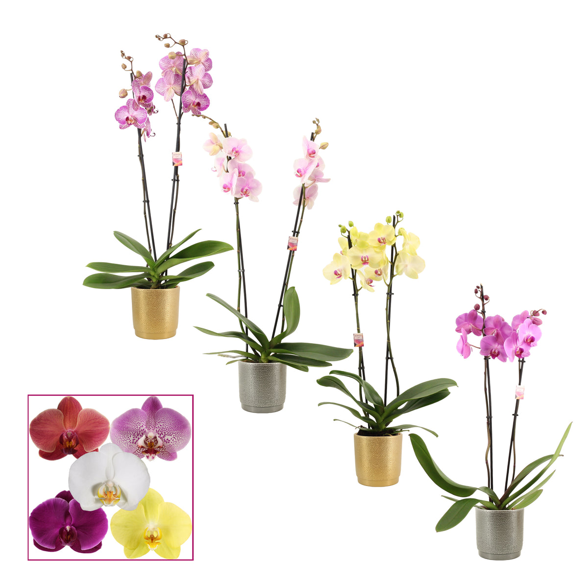 Phalaenopsis mix 65cm 12cm Pot