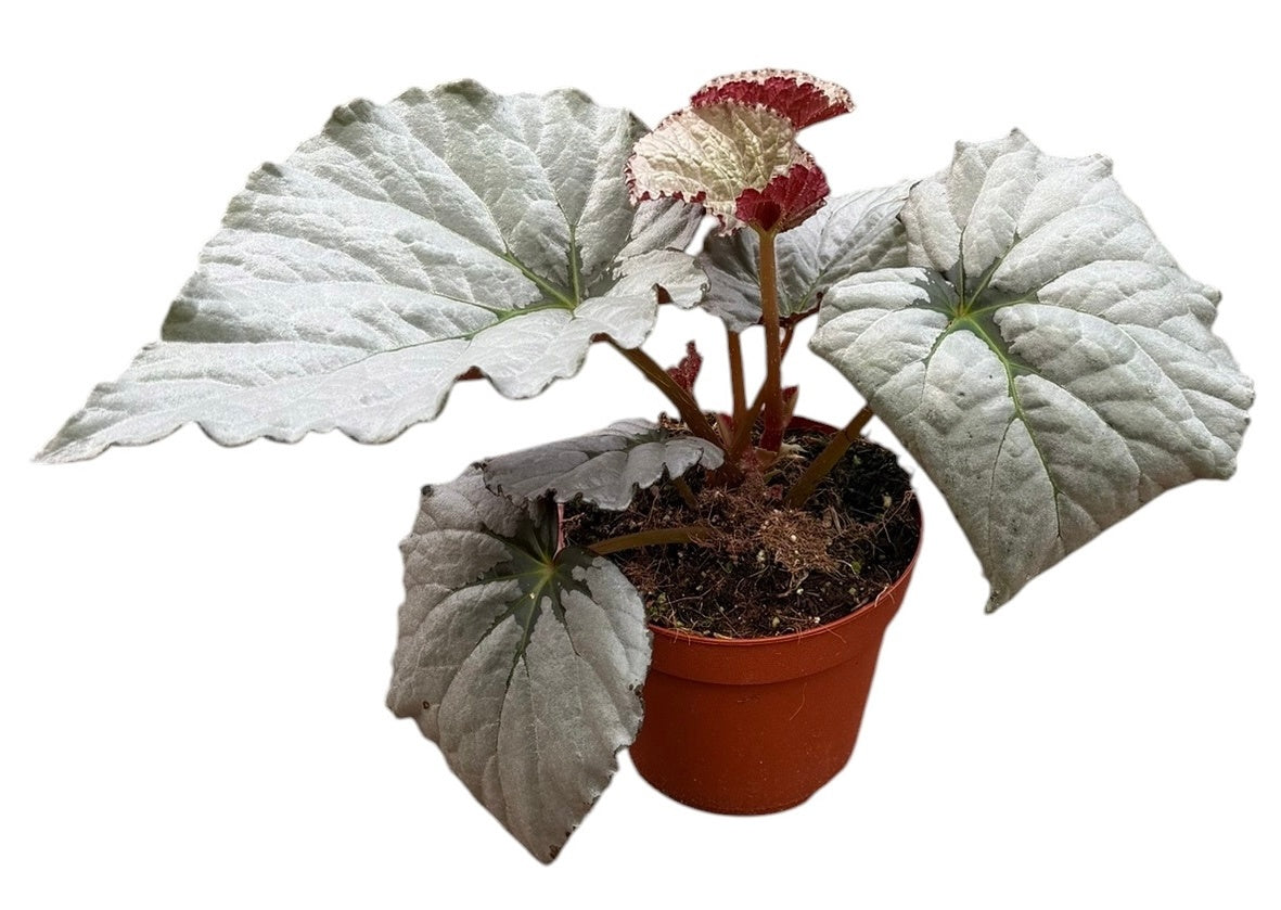 Begonia Cottage Bright Red 30cm 14cm Pot