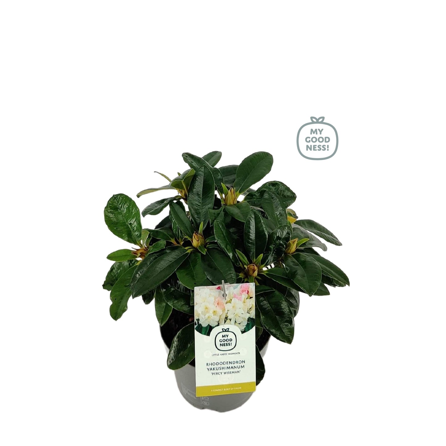 Leybaert BVBA Rhododendron Percy Wiseman Pack of 1