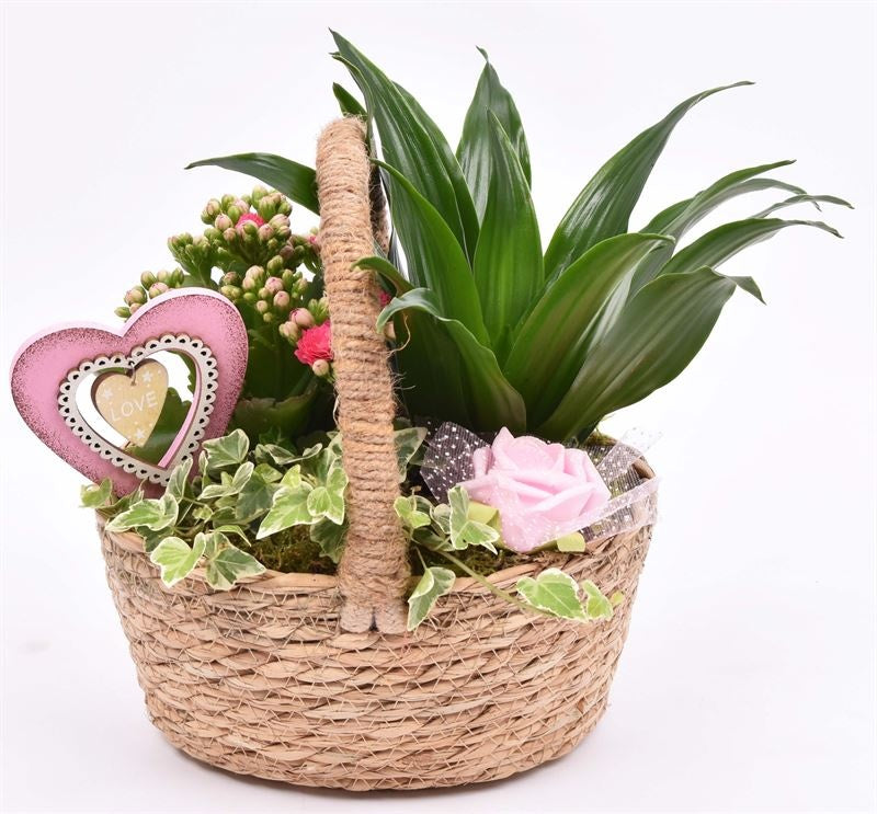 Indoor arrangement 19cm Pot