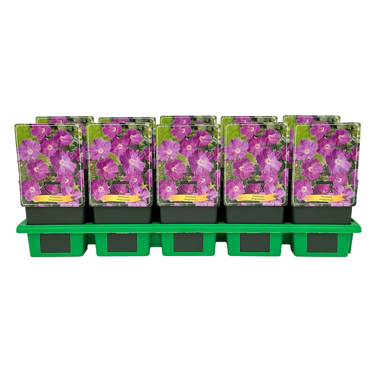 Geranium sanguineum 25cm 11cm Pot