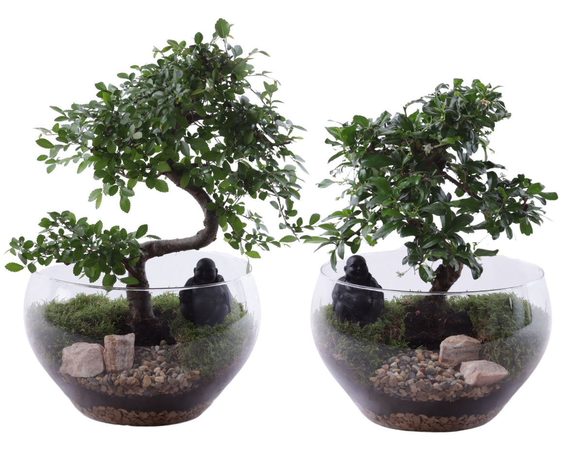Bonsai mix 40cm 25cm Pot