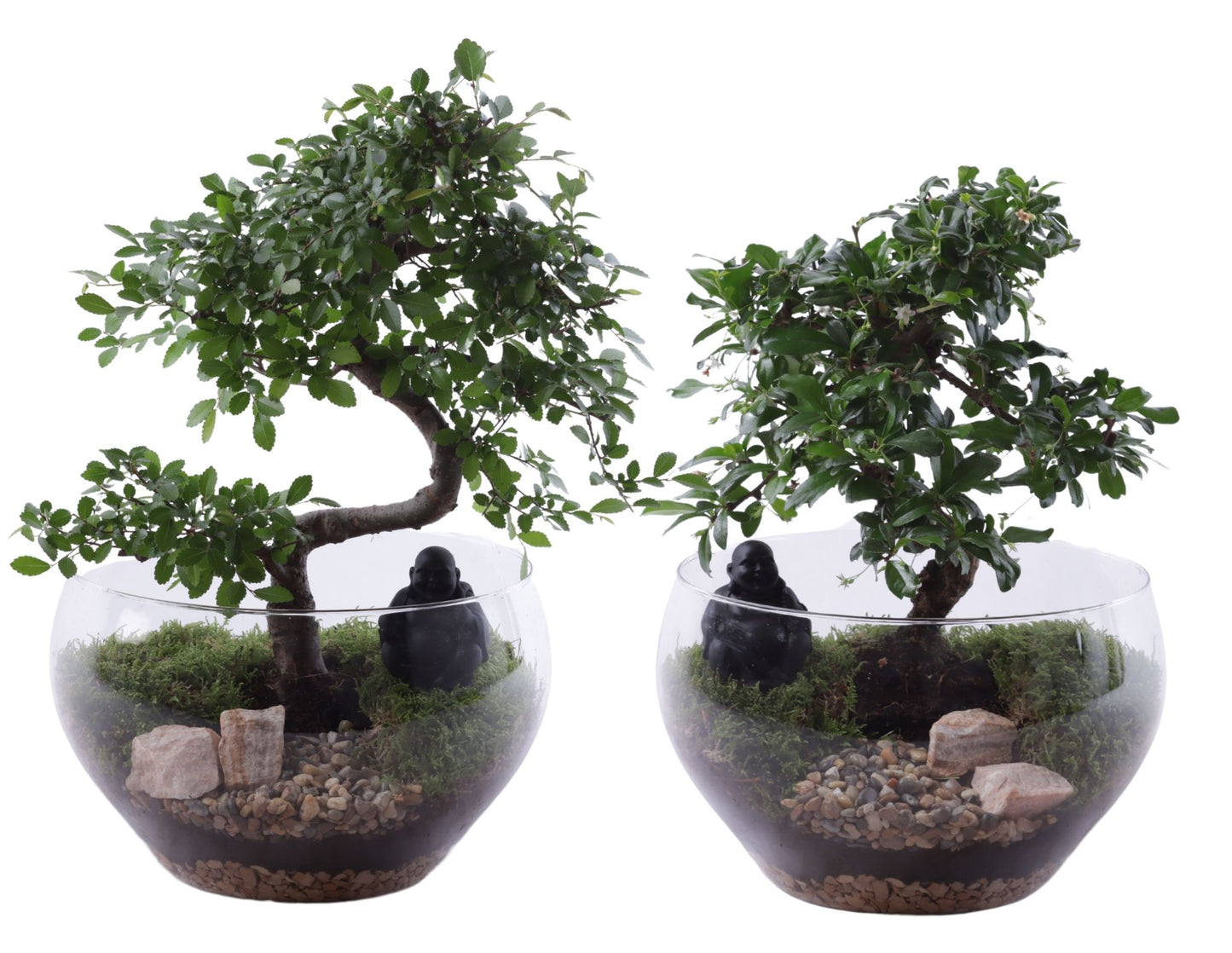 Bonsai mix 40cm 25cm Pot