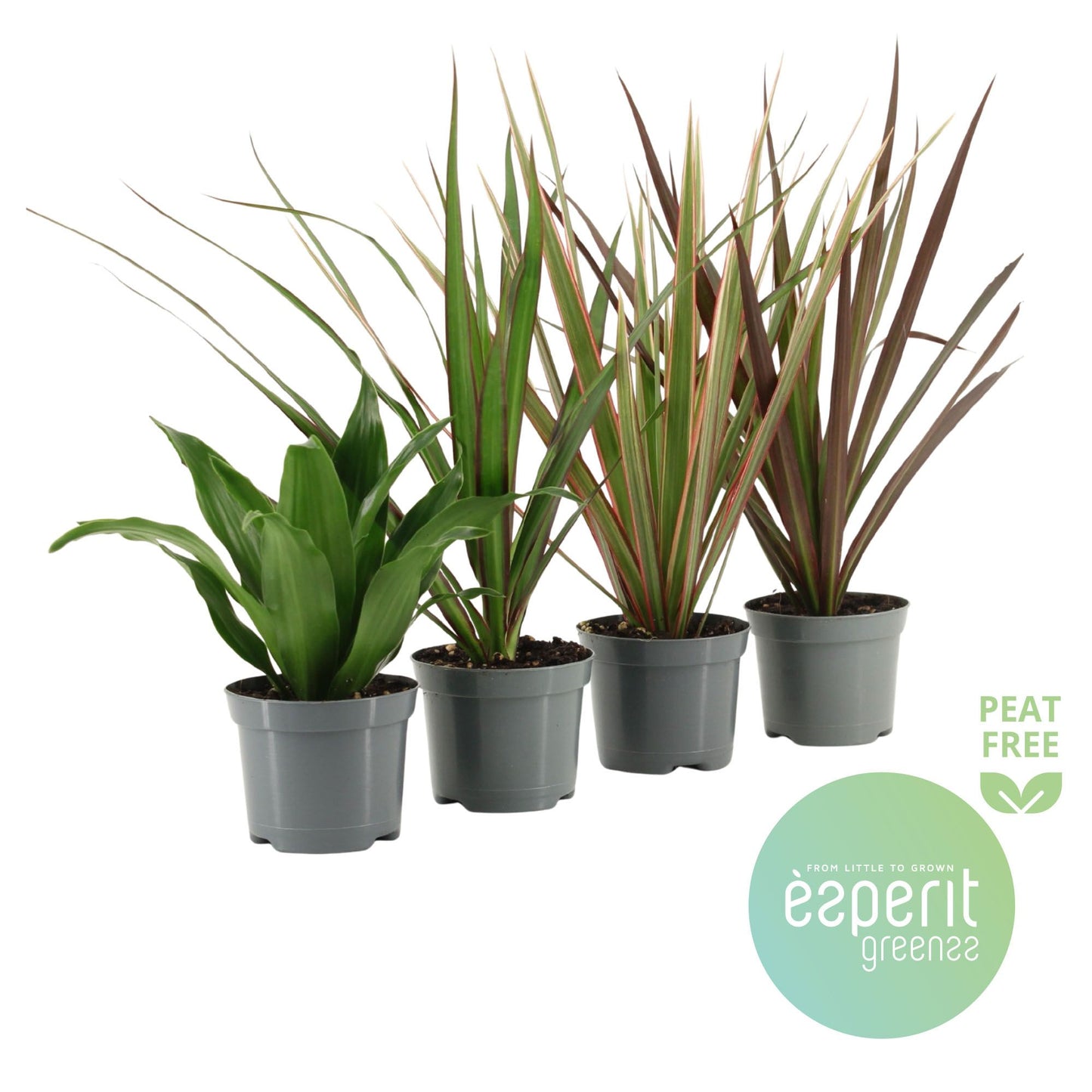 Dracaena mix 20cm 8.5cm Pot