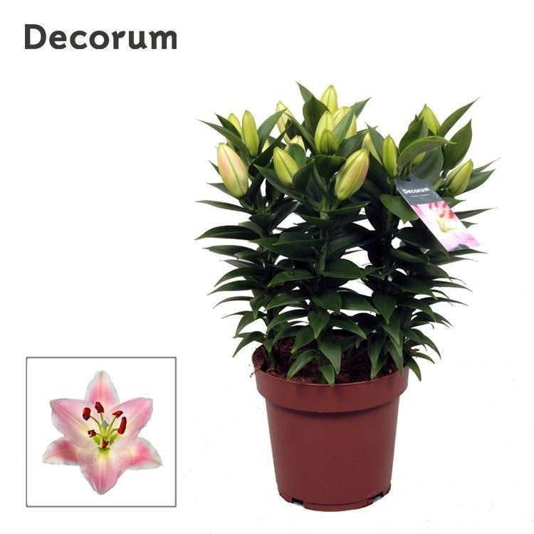 Lilium Souvenir 45cm 19cm Pot