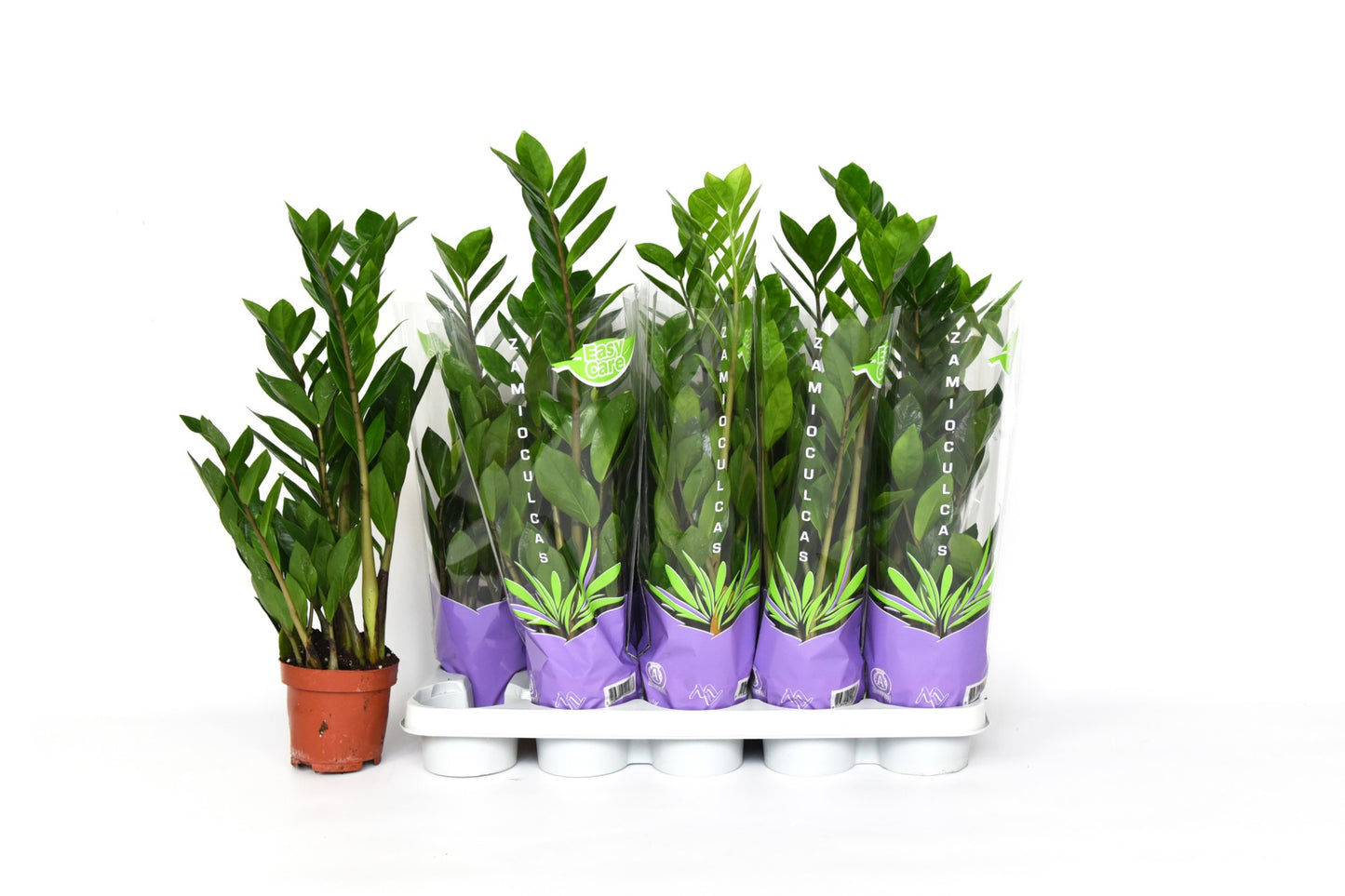 Zamioculcas zamiifolia 55cm 12cm Pot