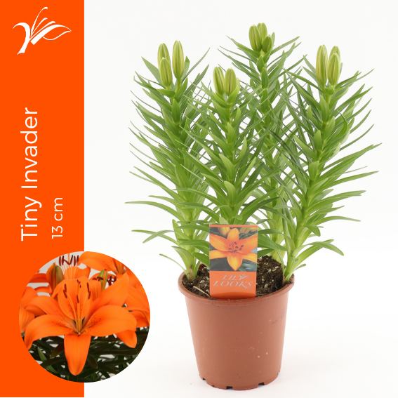 Lilium az. Tiny Invader 32cm 13cm Pot