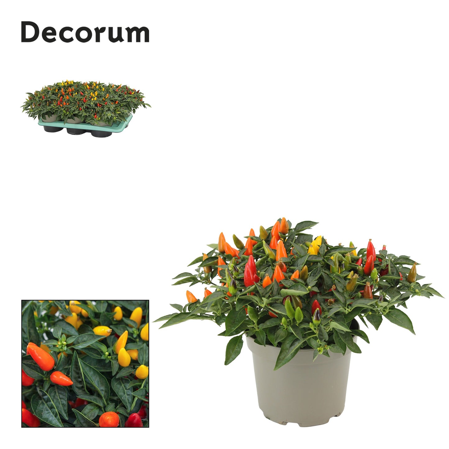 Capsicum ann. Torero mix 26cm 17cm Pot