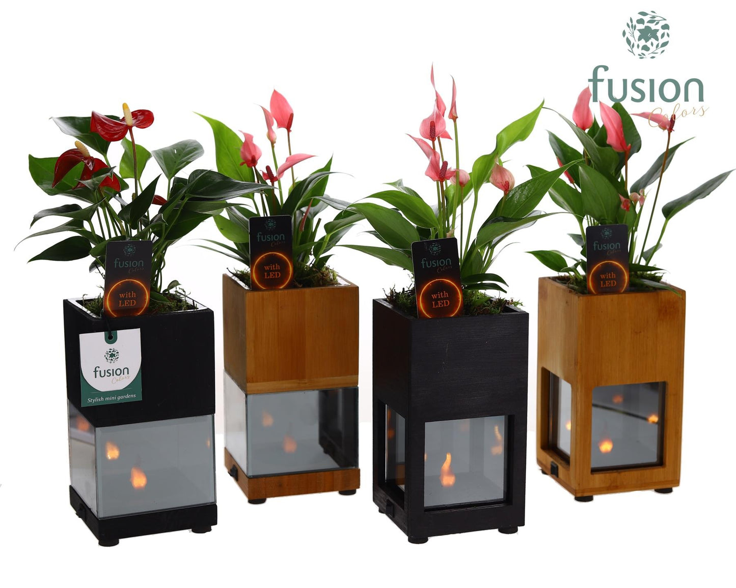 Houten LED planter met vlam met Anthurium 35cm 10cm Pot