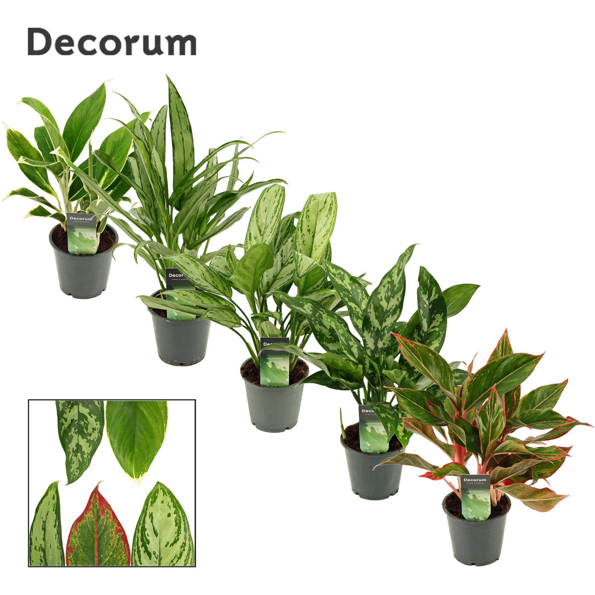 Aglaonema mix 35cm 12cm Pot