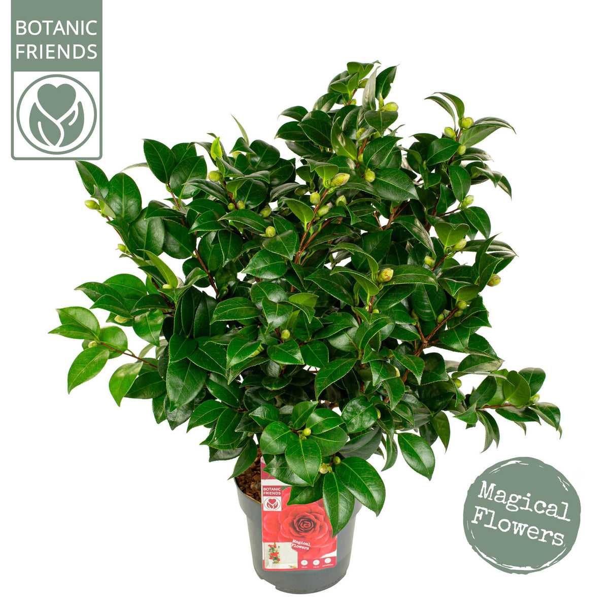 Camellia japonica 80cm 19cm Pot