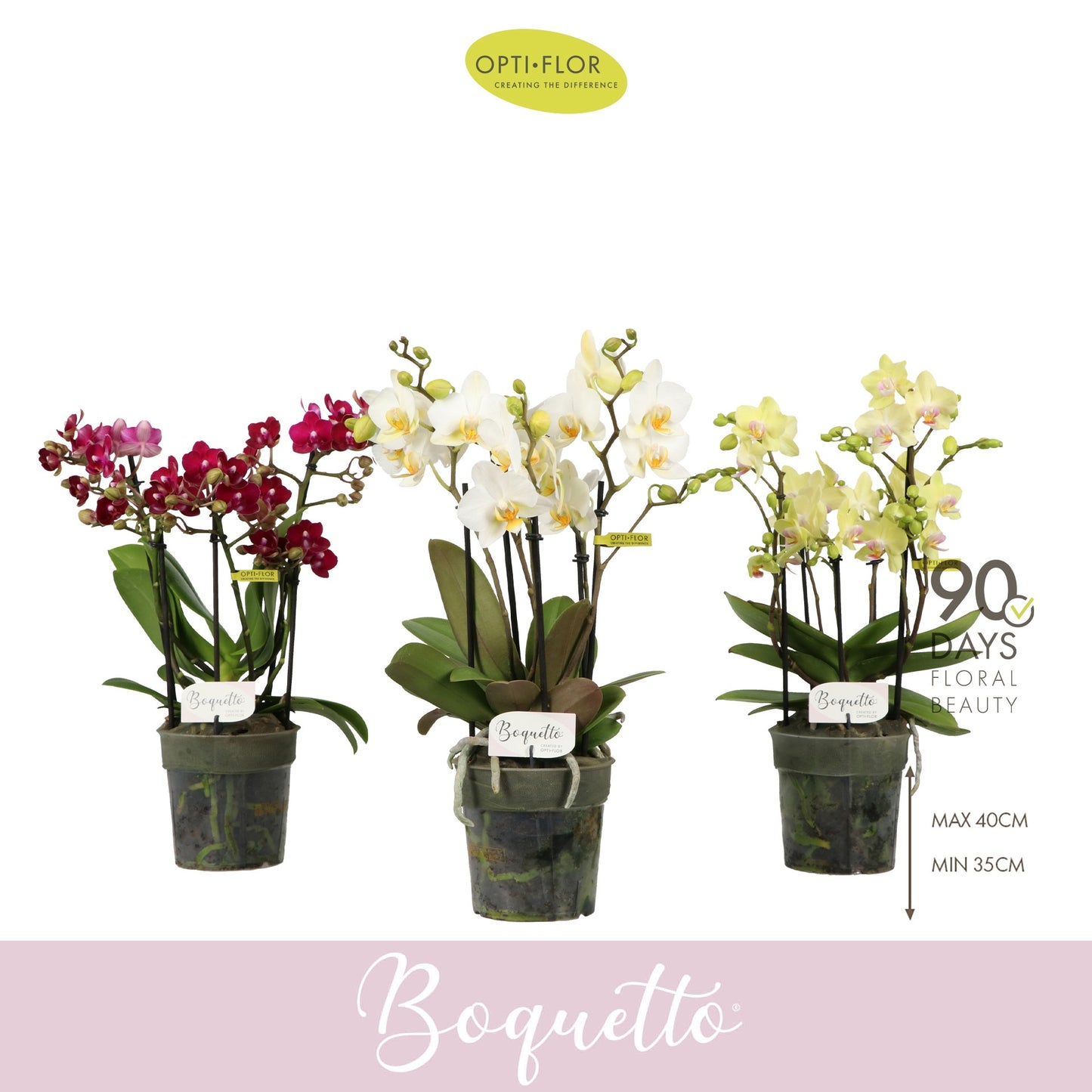 Phalaenopsis Boquetto mix 35cm 12cm Pot