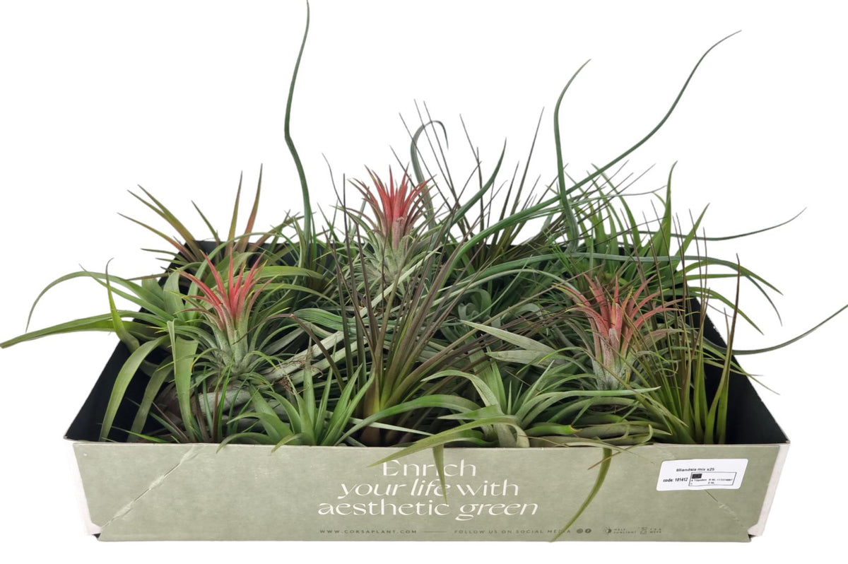 Tillandsia mix 8cm 7cm Pot