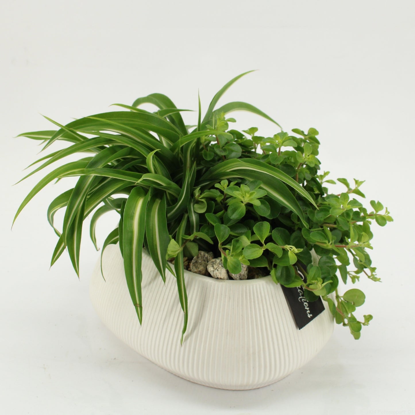 GRCR-2636 Green Essentials 20cm 24cm Pot