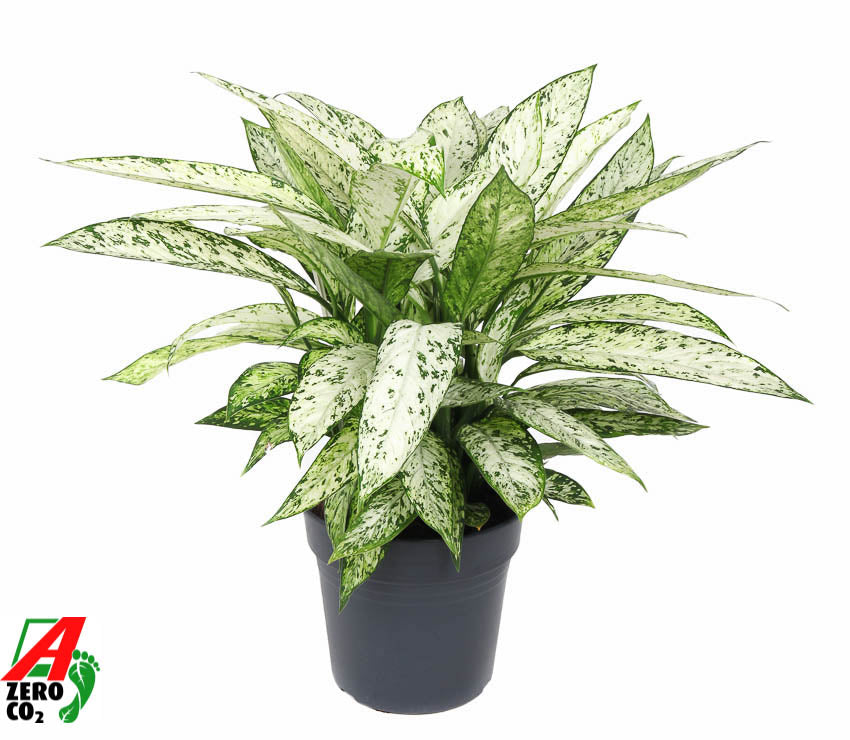 Dieffenbachia Vesuvius 90cm 27cm Pot