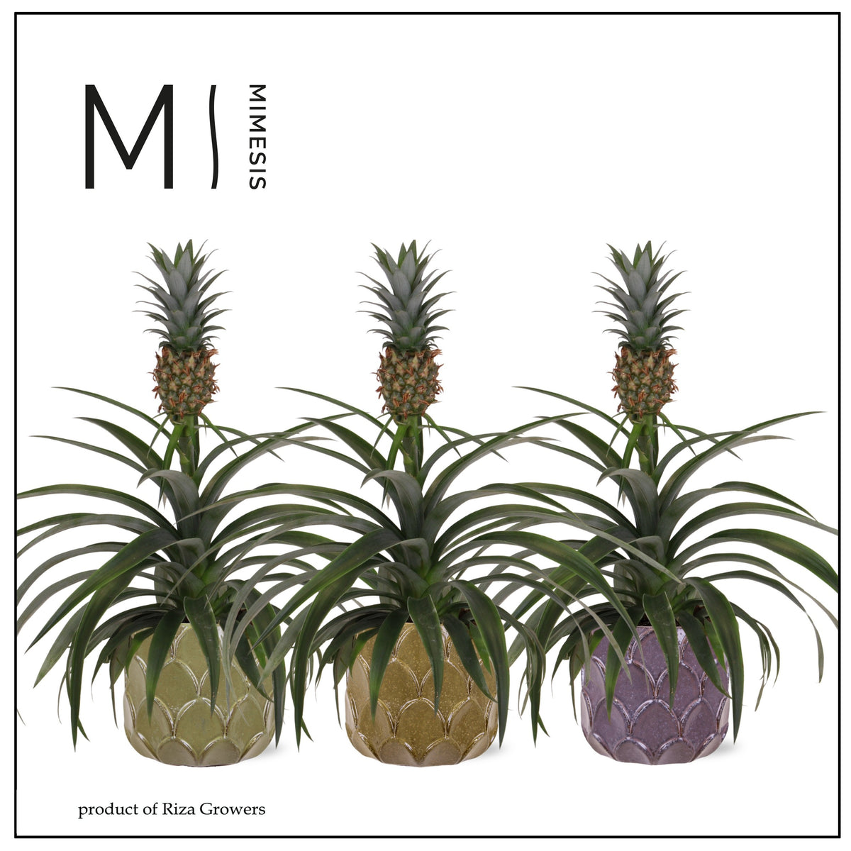 Ananas Mi Amigo 35cm 12cm Pot