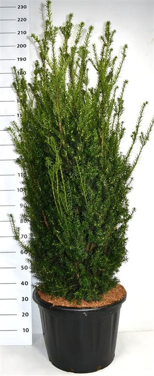 Taxus media Hillii 200cm 54cm Pot