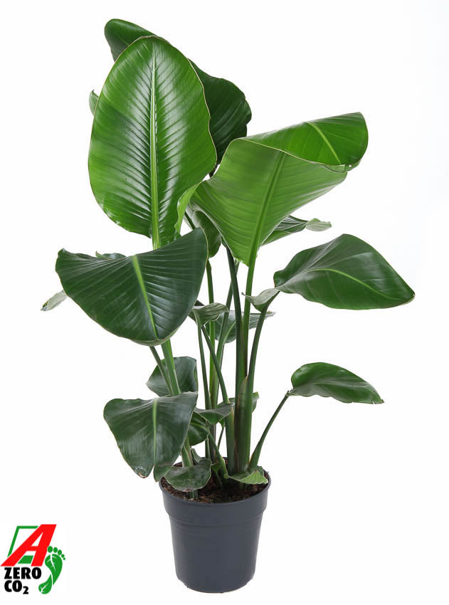 Strelitzia nicolai 110cm 24cm Pot