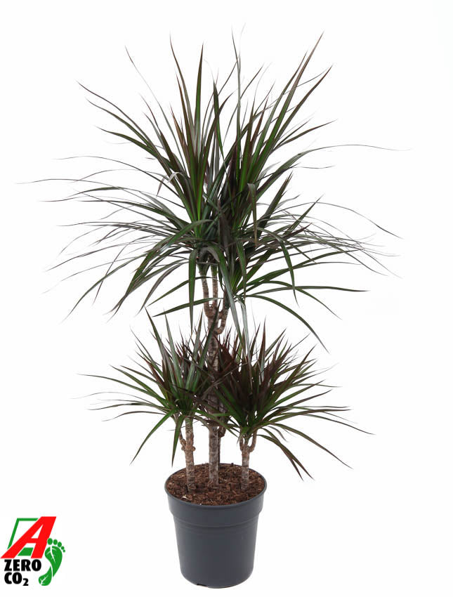 Dracaena Magenta caroussel 100cm 21cm Pot