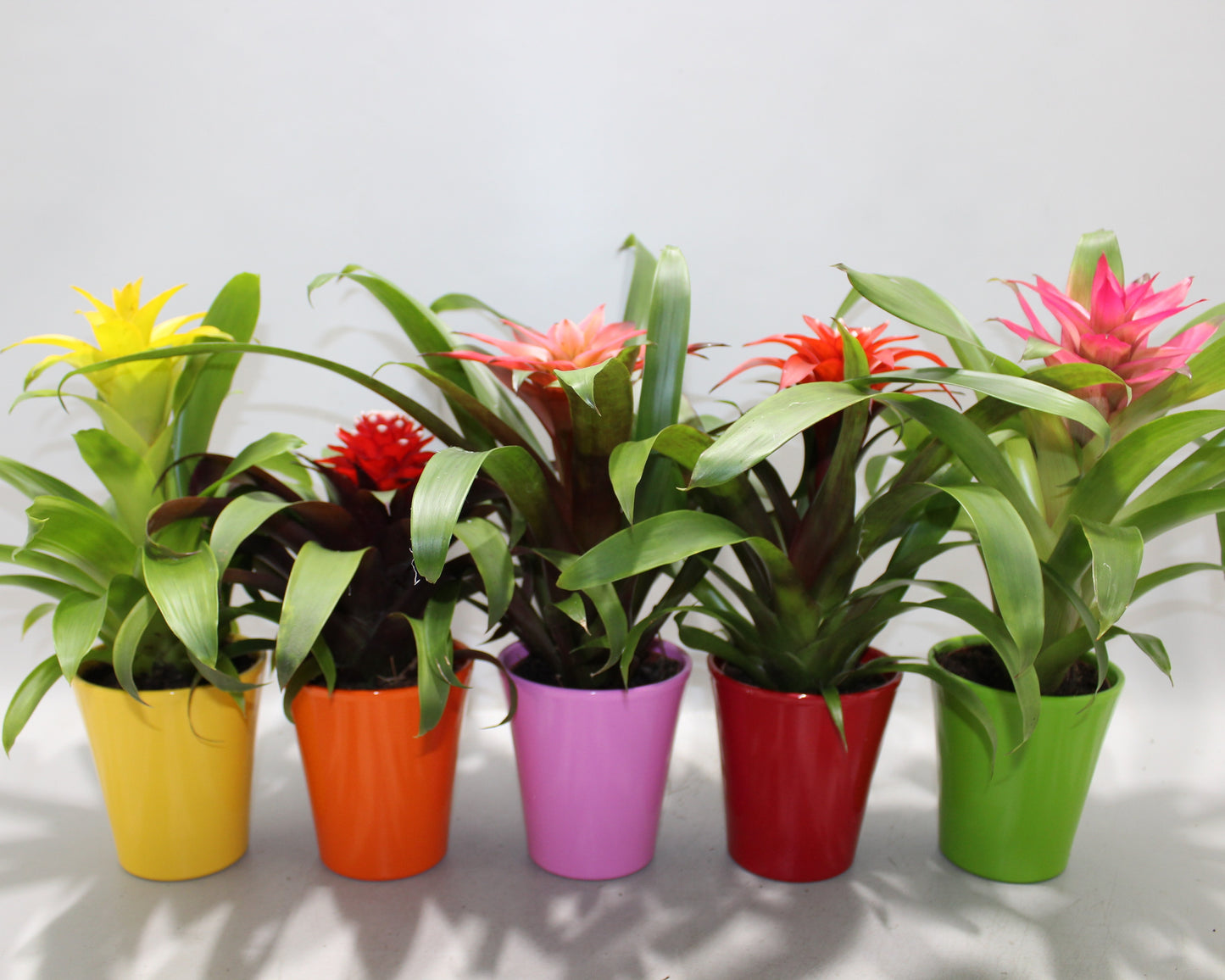 Guzmania mix 35cm 510cm Pot