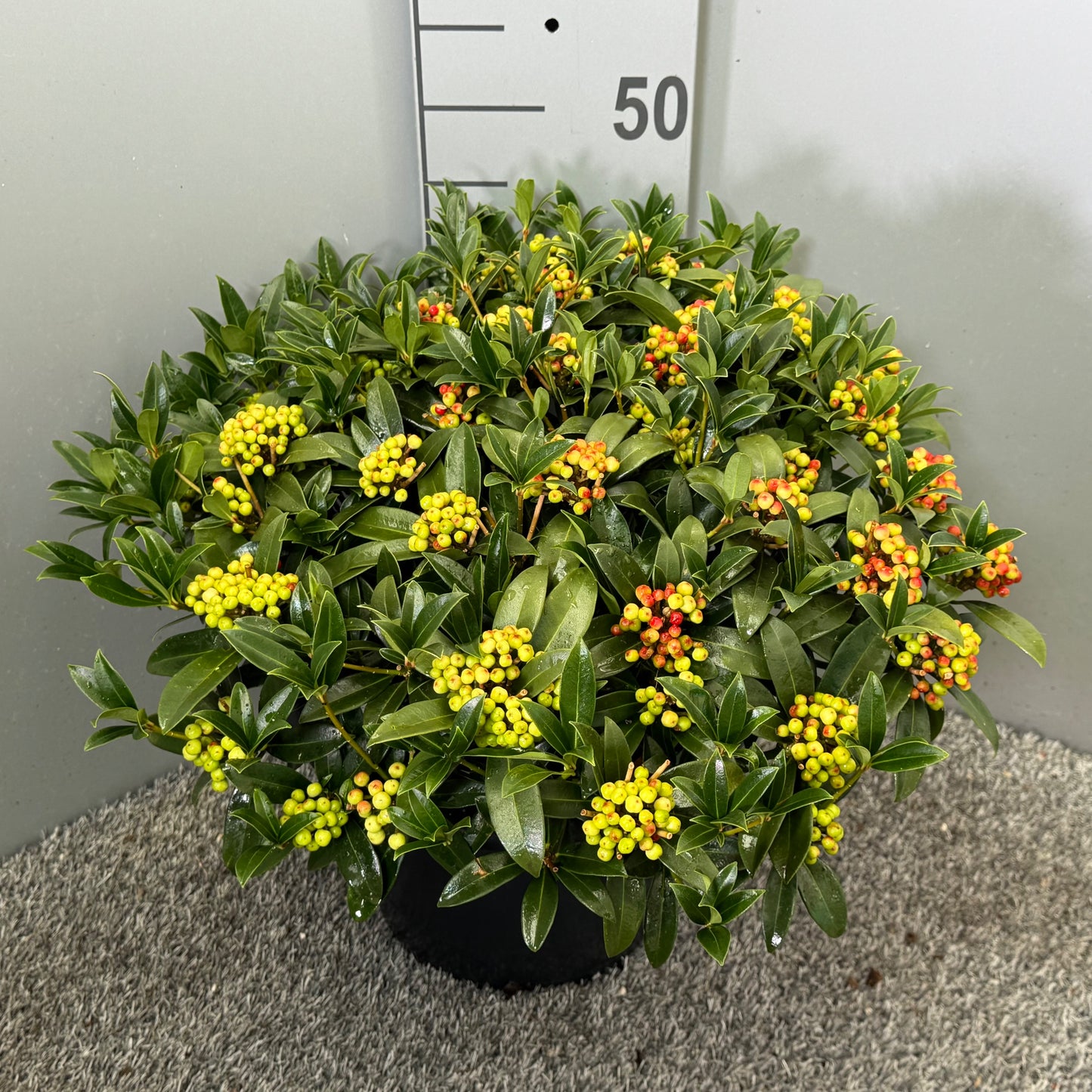 Skimmia japonica 50cm 31cm Pot