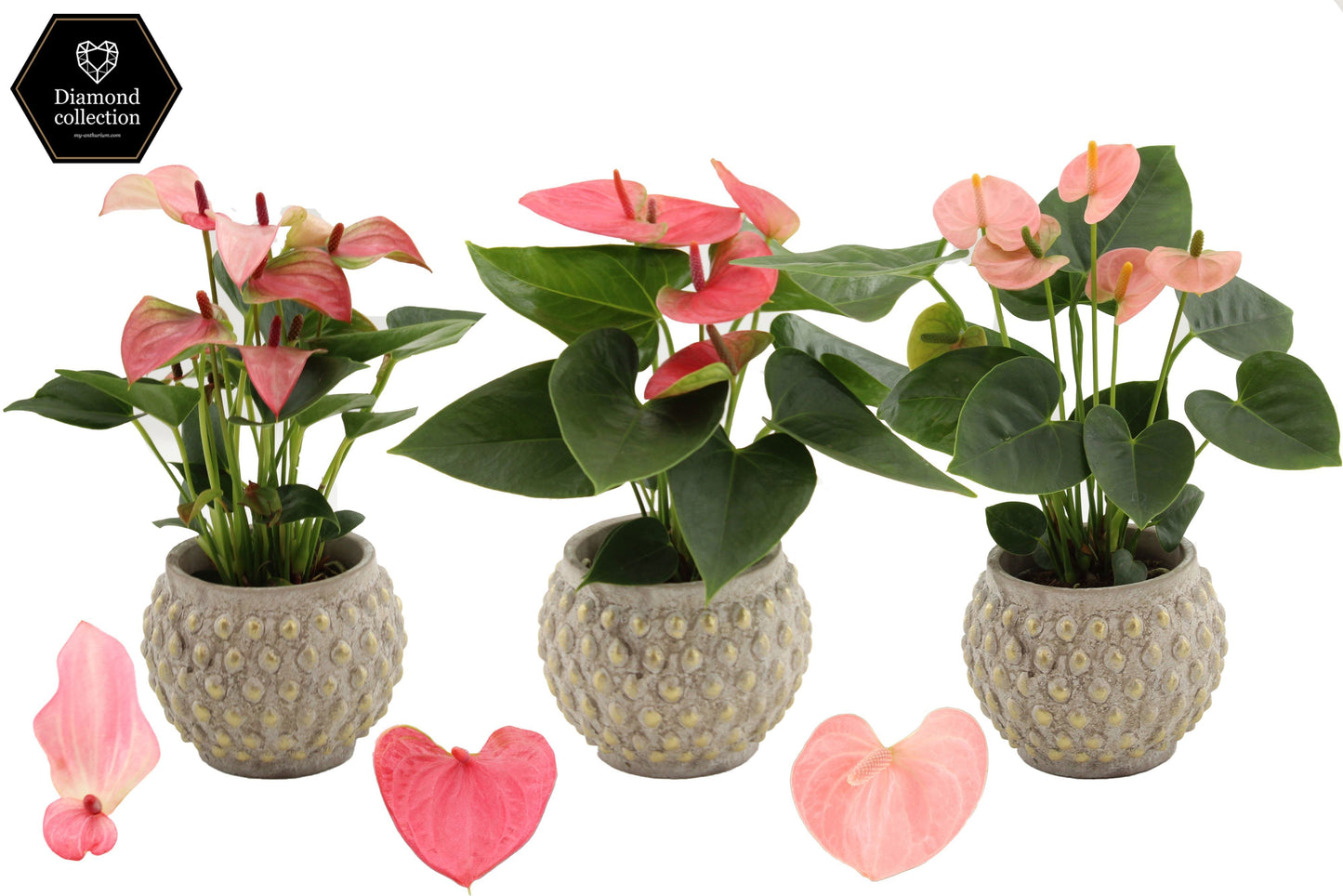 Anthurium mix 25cm 9cm Pot