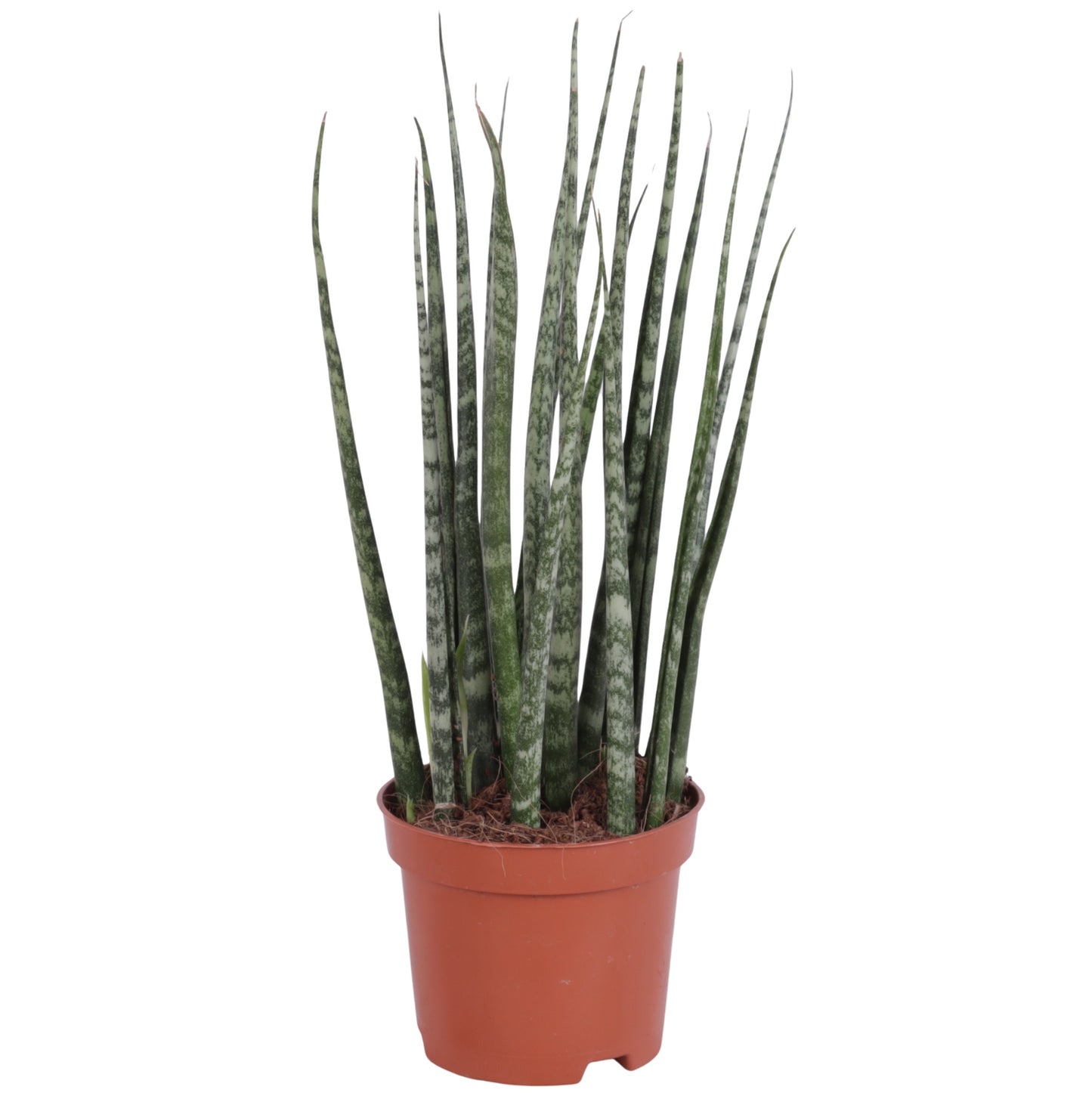 Sansevieria 30cm 9cm Pot