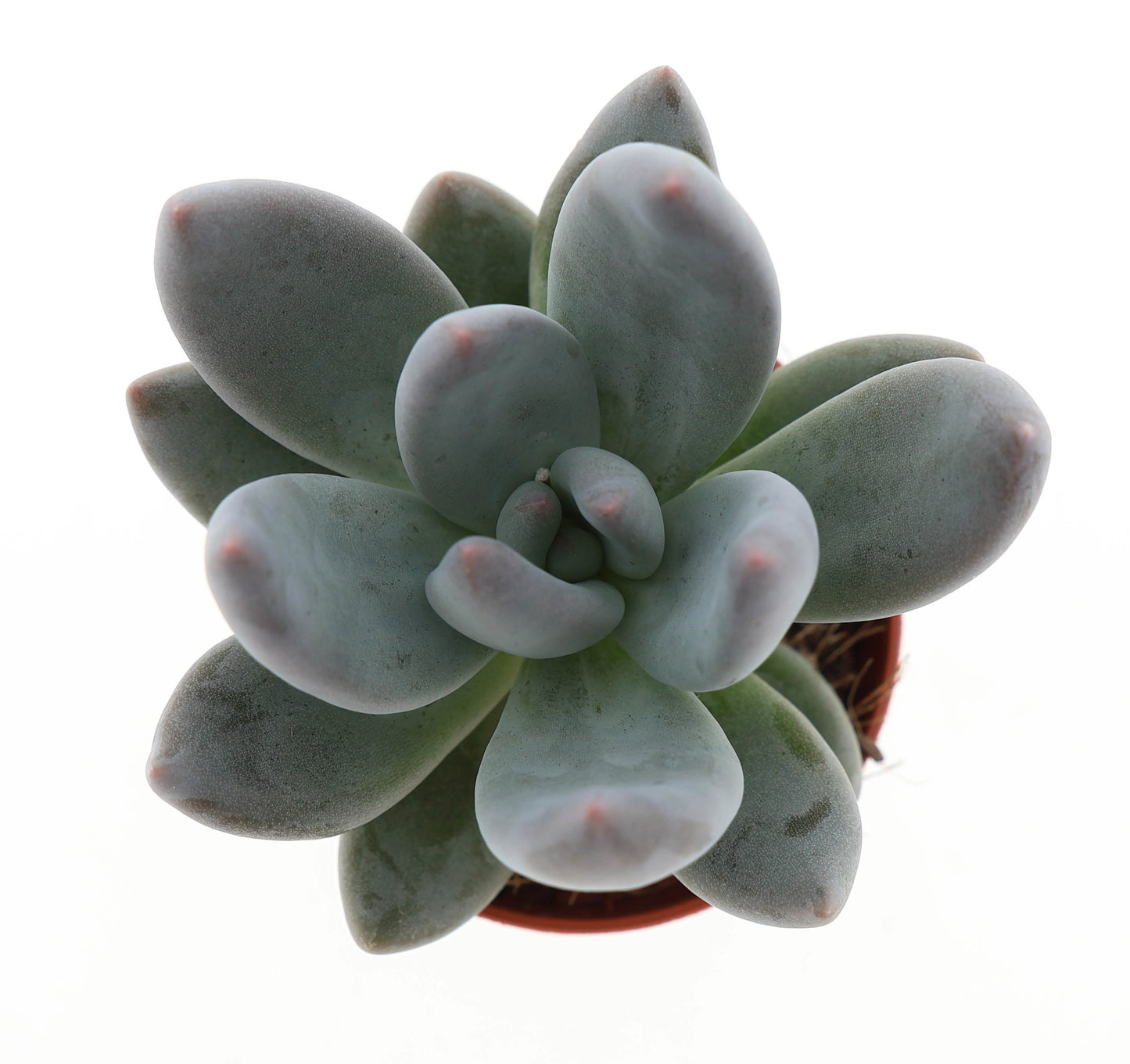 Pachyphytum dark red 6cm 505cm Pot