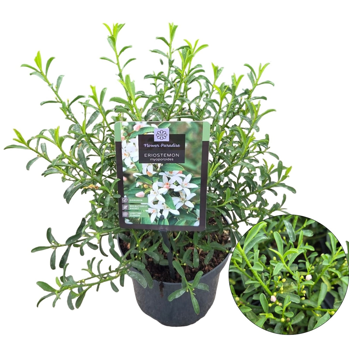 Eriostemon myoporoides 40cm 17cm Pot