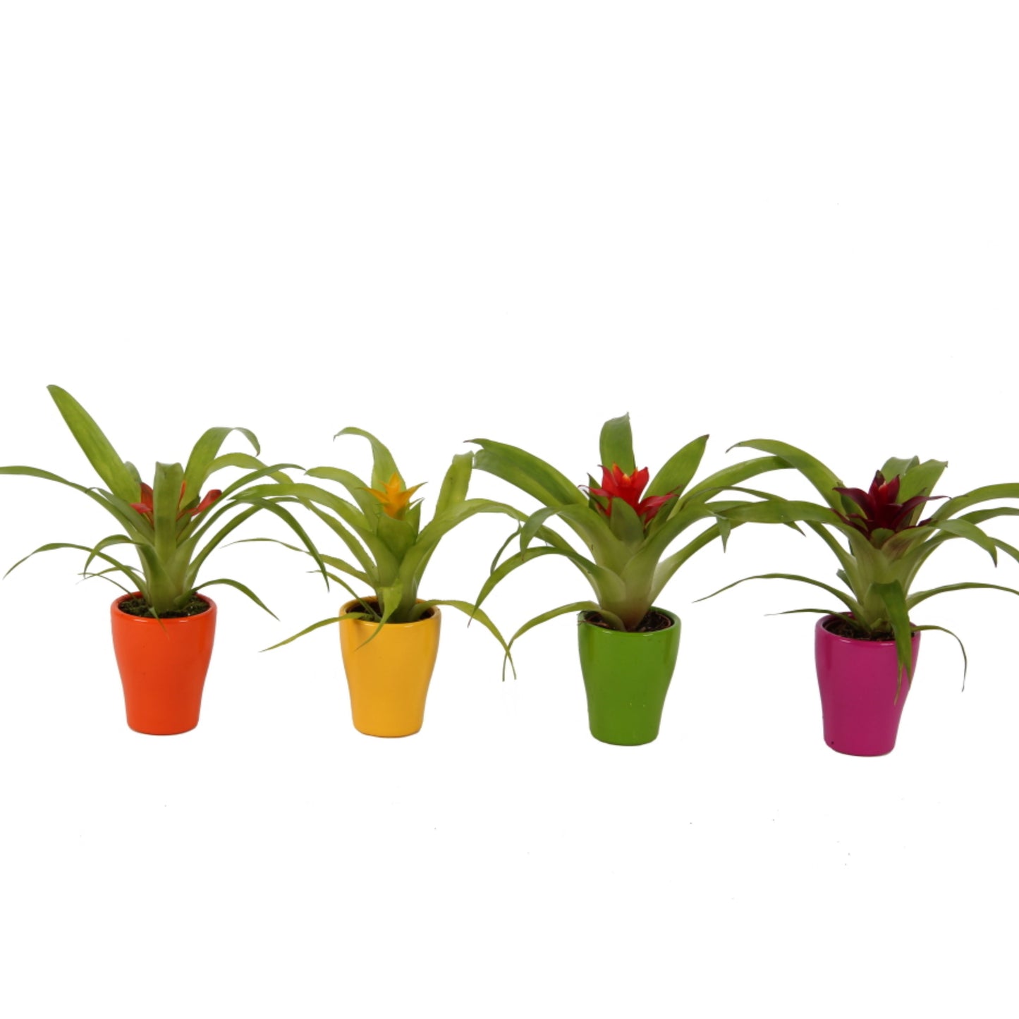 arr. Bromelia 20cm 7cm Pot