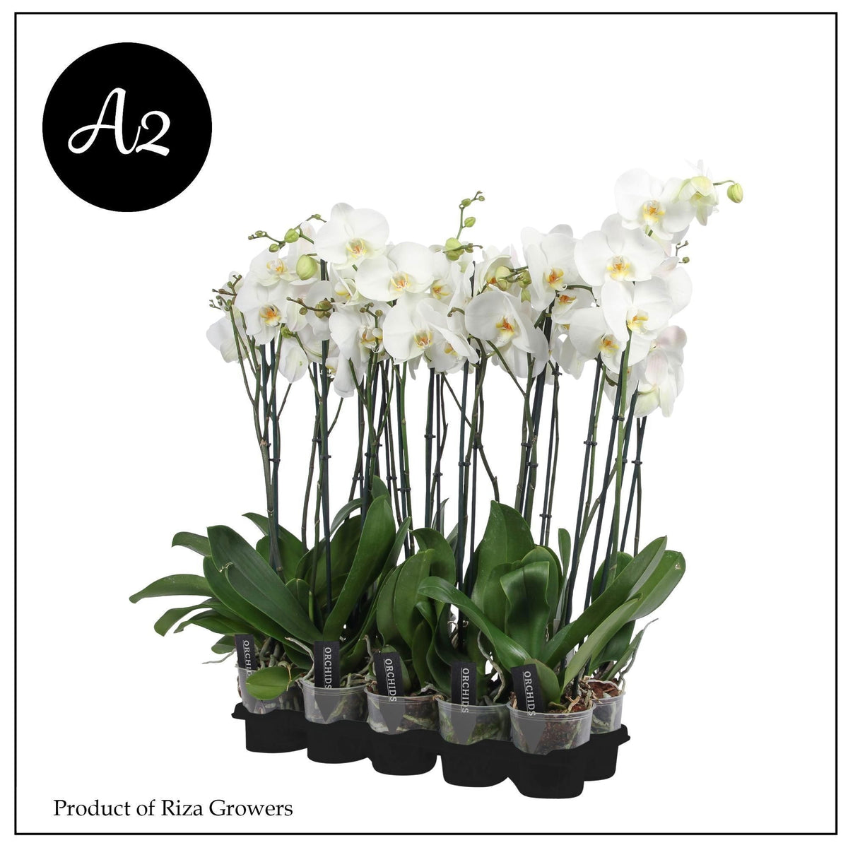 Phalaenopsis white 85cm 12cm Pot