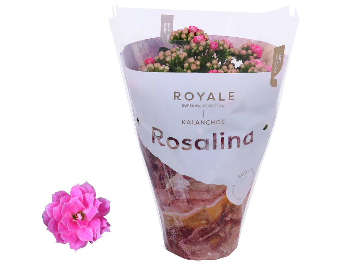 Kalanchoe Rosalina Don Nando 27cm 12cm Pot