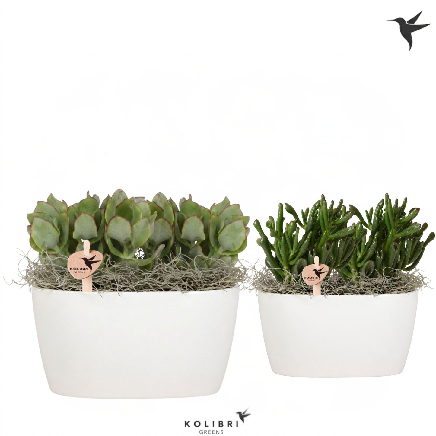Succulent mix 22cm 18cm Pot